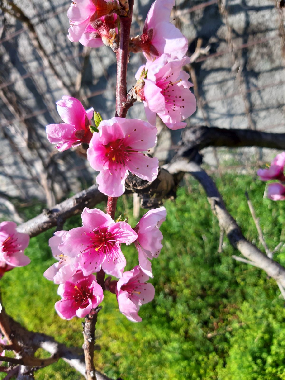 blüten