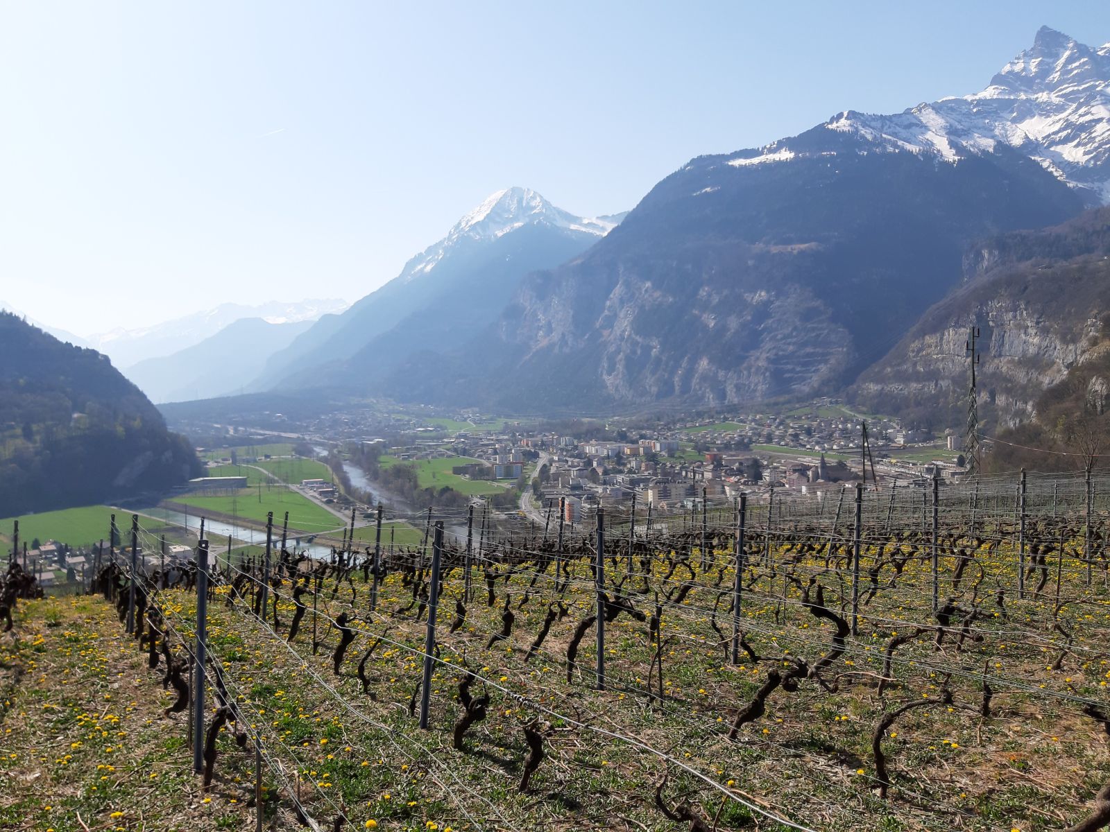 wein
